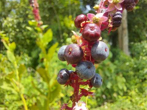 Image of Phytolacca thyrsiflora Fenzl ex J. A. Schmidt