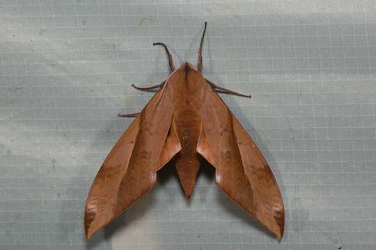 Image of Clanis undulosa Moore 1879