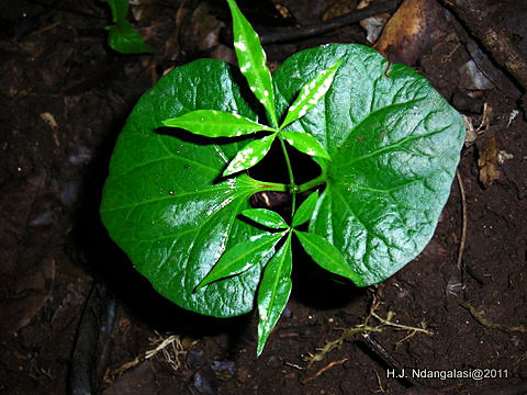 Ricinodendron heudelotii (rights holder: TanzaniaPlantCollaboration)