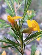 Image of Dillwynia tenuifolia DC.