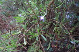 Image of Carolina desert-thorn
