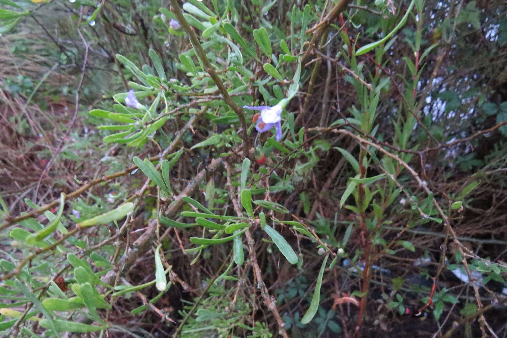 Image of Carolina desert-thorn