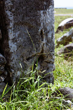 Image of Asian crabgrass