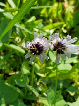 Trifolium bolanderi A. Gray resmi