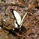 Imagem de <i>Papilio dardanus polytrophus</i>