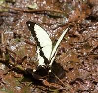 Image of <i>Papilio dardanus polytrophus</i>