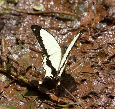 Imagem de <i>Papilio dardanus polytrophus</i>