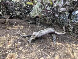 Image de Arctostaphylos canescens subsp. canescens