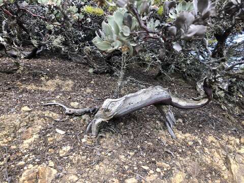 Image of hoary manzanita