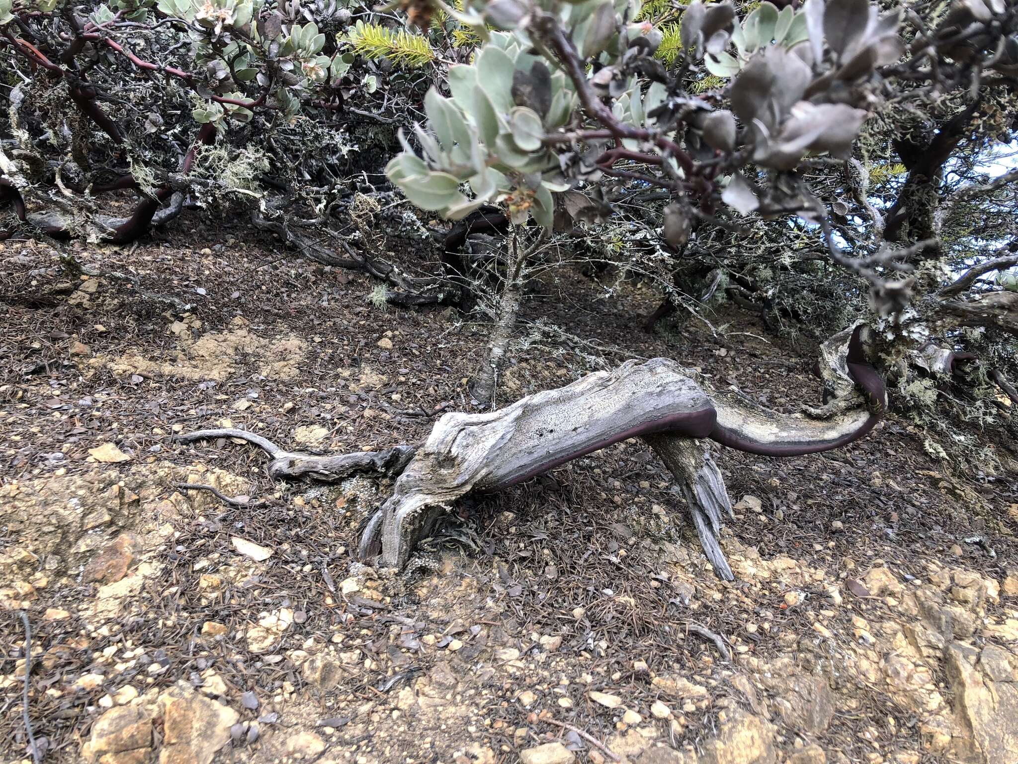 Image of hoary manzanita