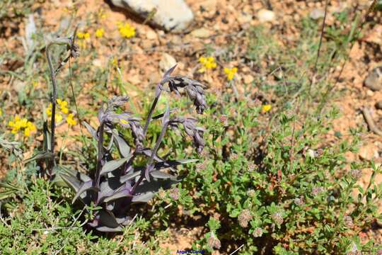 Image of Epipactis kleinii M. B. Crespo, M. R. Lowe & Piera