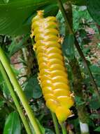 Image of rattlesnake plant