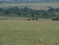 Image of Black Rhinoceros