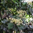 Image of Sloanea macbrydei F. Müll.