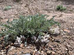 Imagem de Astragalus desereticus Barneby