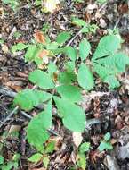 Image of shellbark hickory