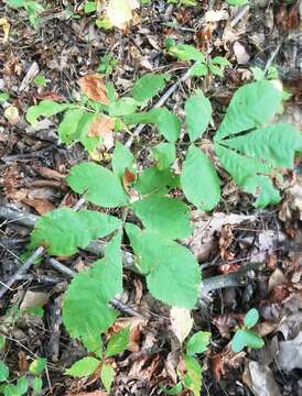 Image of shellbark hickory