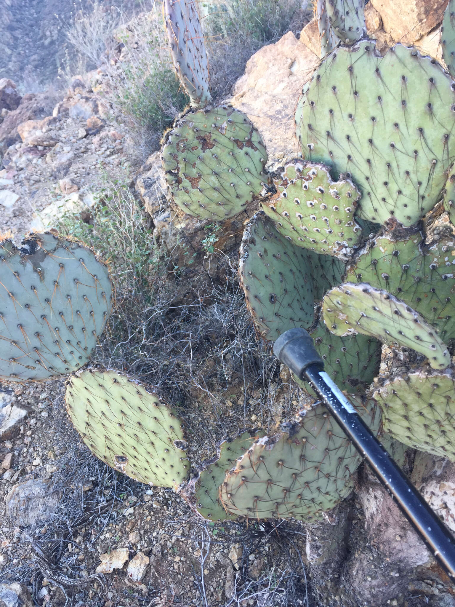 Image of Dollar-joint Prickly-pear