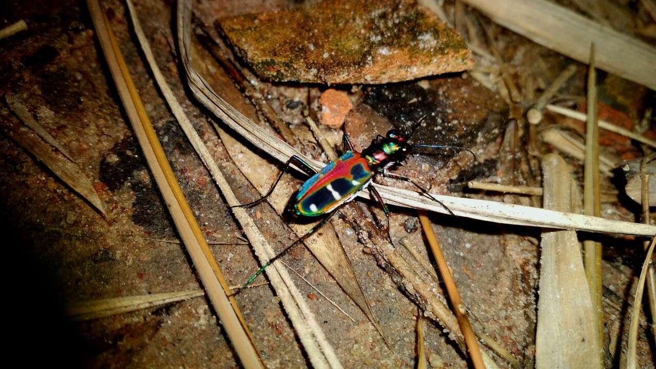 Image of Cicindela (Cosmodela) duponti Dejean 1826