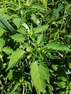 Image of cutleaf groundcherry