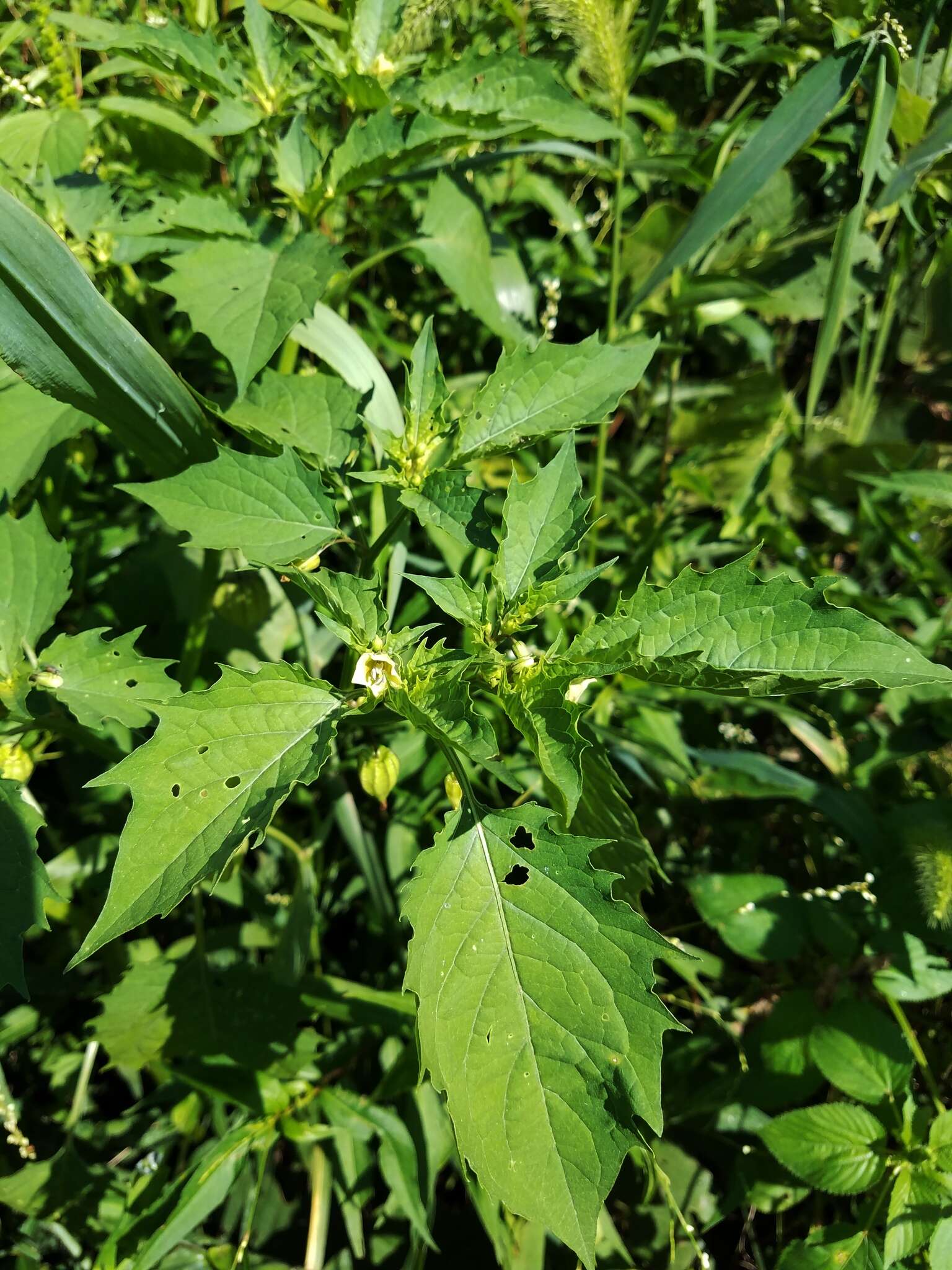 Image of cutleaf groundcherry