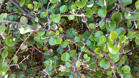 Image of Ozothamnus glomeratus Hook. fil.