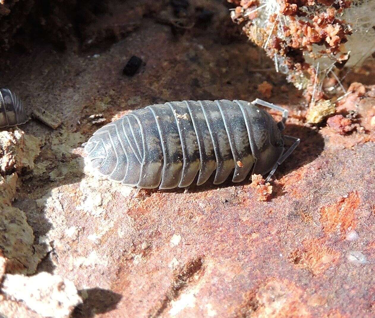 Image of Isopod