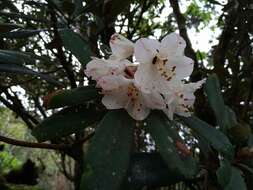 Слика од Rhododendron formosanum Hemsl.