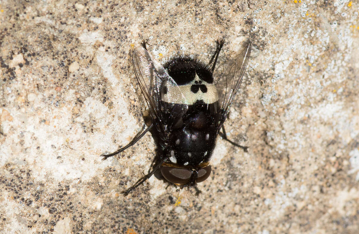 Image of Amphibolia ignorata Paramonov 1950