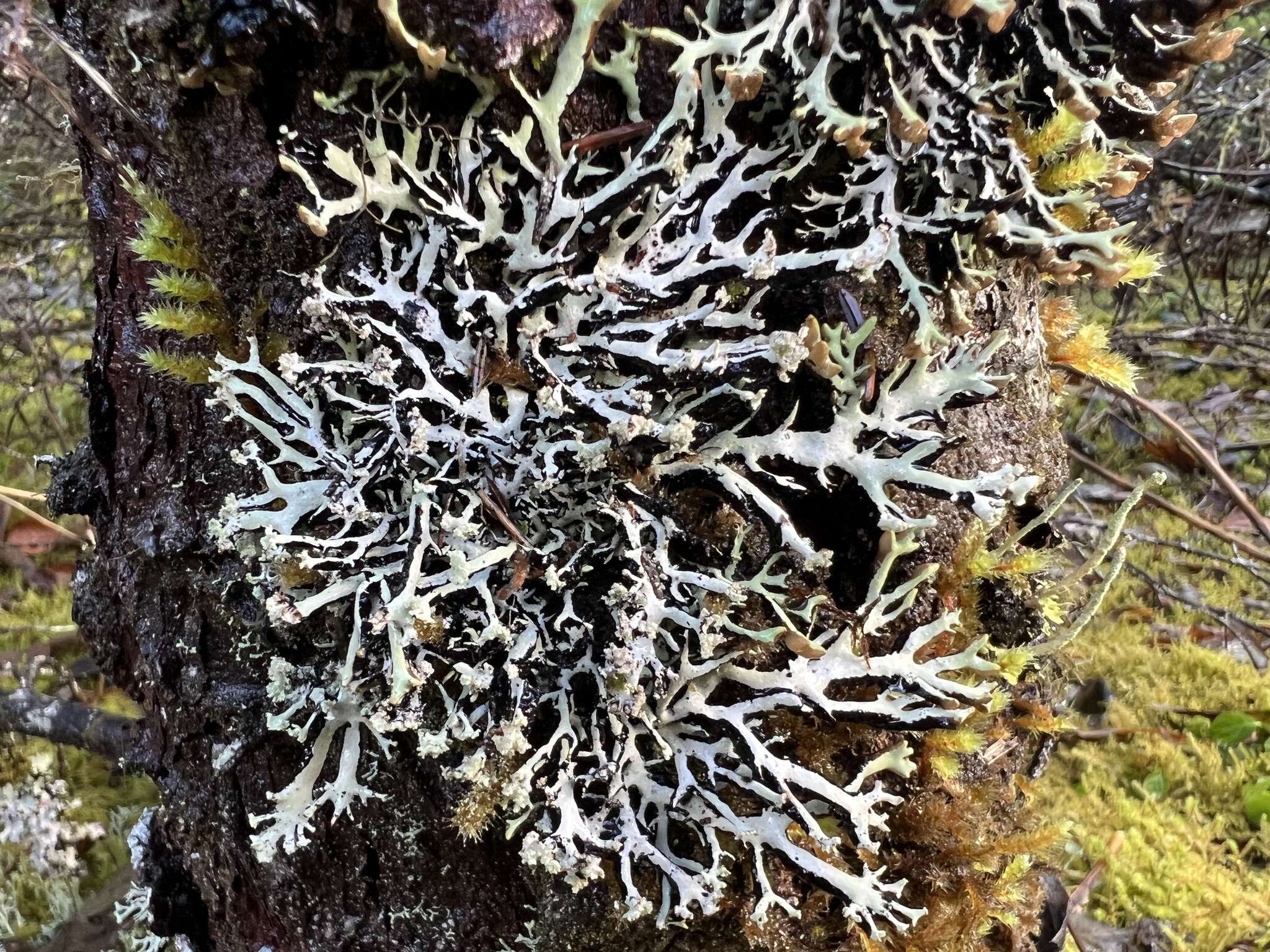 Image of Brownish monk's-hood lichen