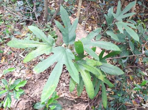 Ficus simplicissima Lour.的圖片