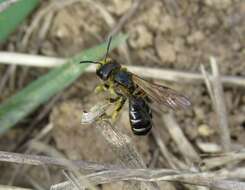 Halictus maculatus Smith 1848的圖片