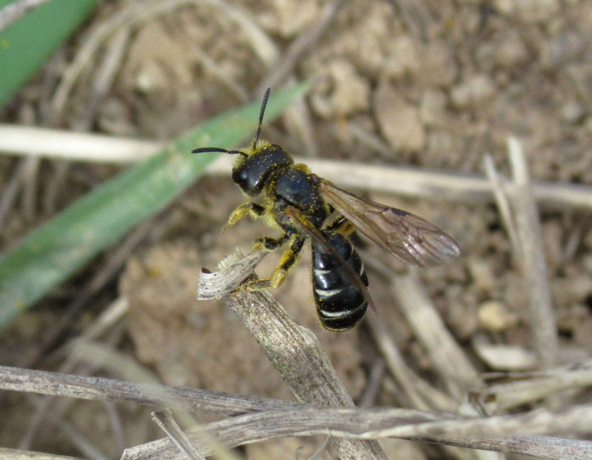 Halictus maculatus Smith 1848的圖片