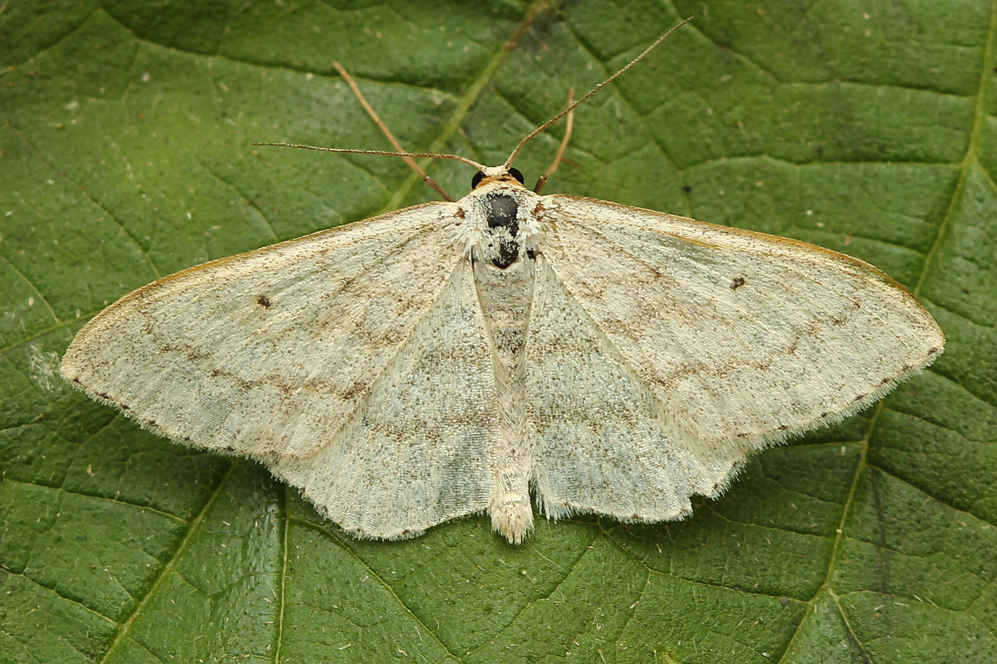 Слика од Scopula incanata Linnaeus 1758