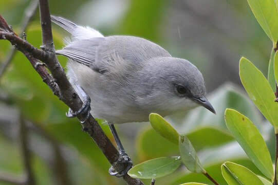 Image of Mauritius Grey White-eye