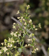 Imagem de Galium multiflorum Kellogg