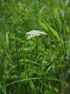 Imagem de Conioselinum chinense (L.) Britton, Sterns & Poggenb.