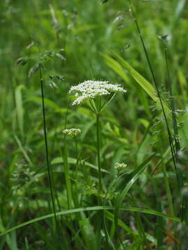 Слика од Conioselinum chinense (L.) Britton, Sterns & Poggenb.