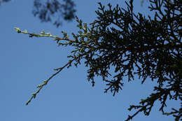 Image of Monterey cypress