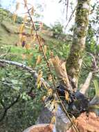 Image of Polycycnis muscifera (Lindl. & Paxton) Rchb. fil.