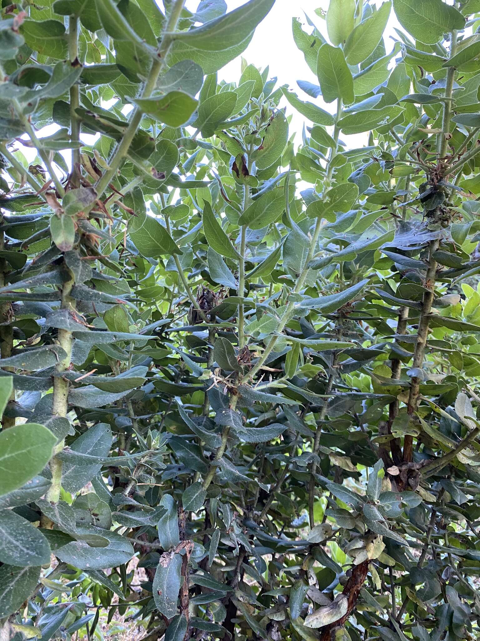 Image of Kings Mountain manzanita