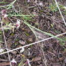 Image of Muhlenbergia implicata (Kunth) Trin.