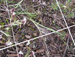 Image of Muhlenbergia implicata (Kunth) Trin.