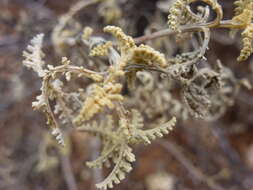 Image of Ambrosia camphorata (Greene) Payne