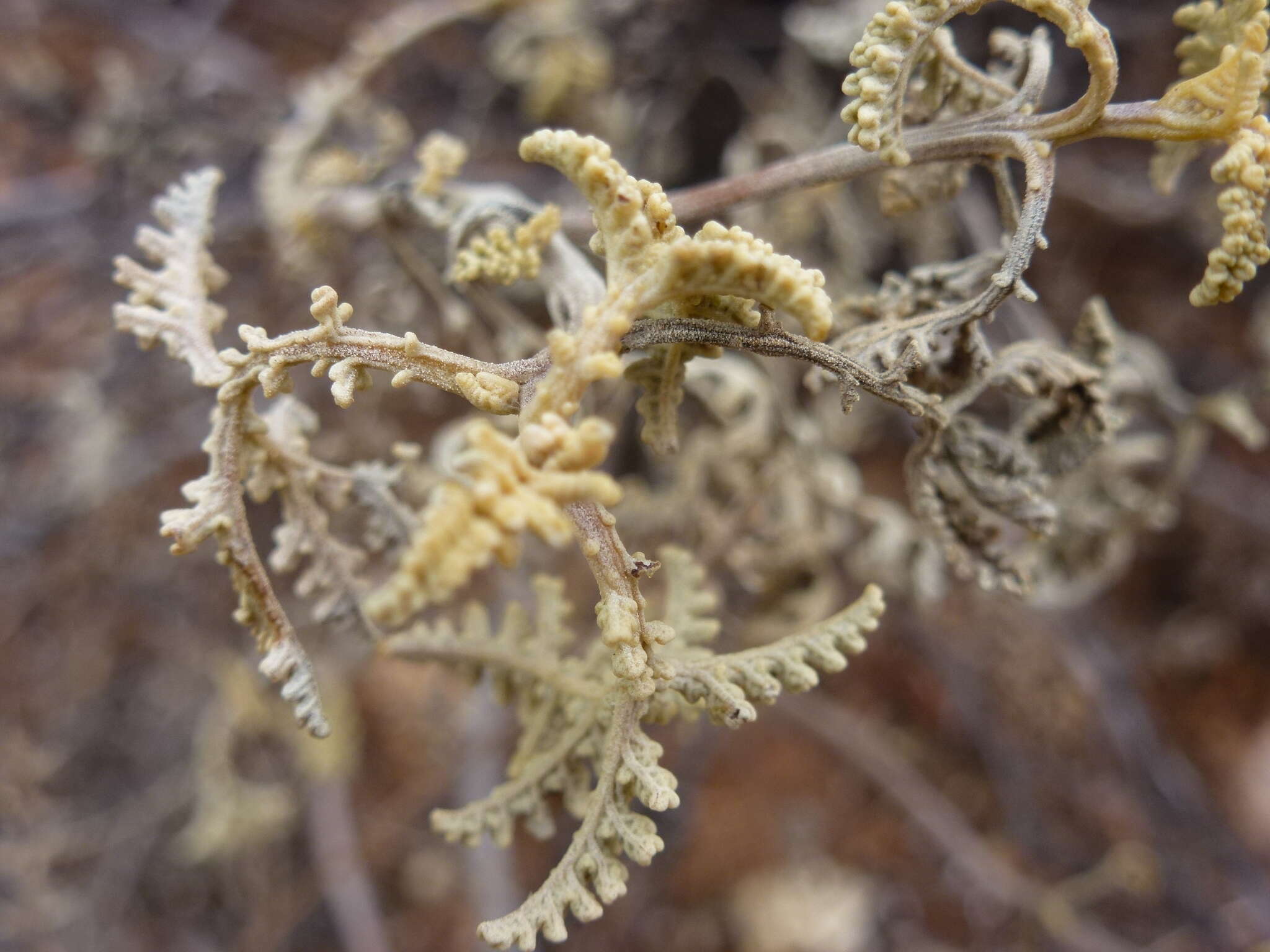 Image of Ambrosia camphorata (Greene) Payne