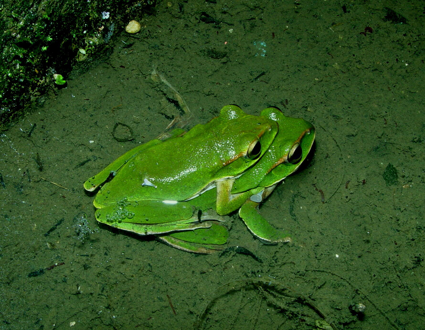 Image of Zhangixalus prasinatus (Mou, Risch & Lue 1983)