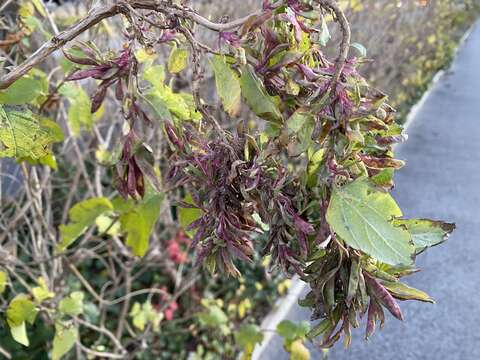 Image of Honeysuckle witches' broom aphid