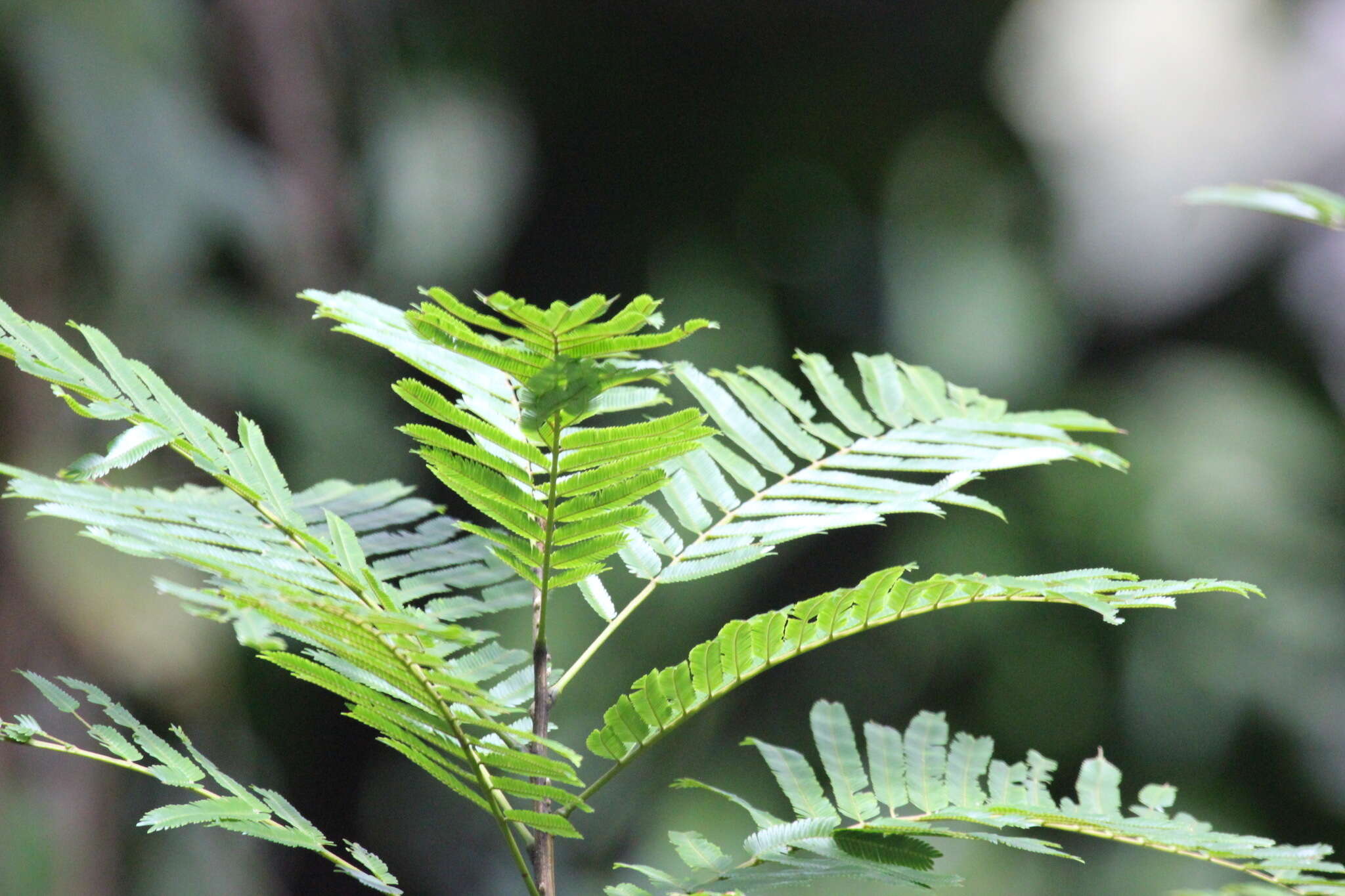 Image of Gavilán Tree