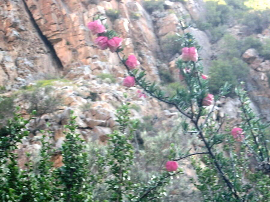 Image of Chinese Lanterns