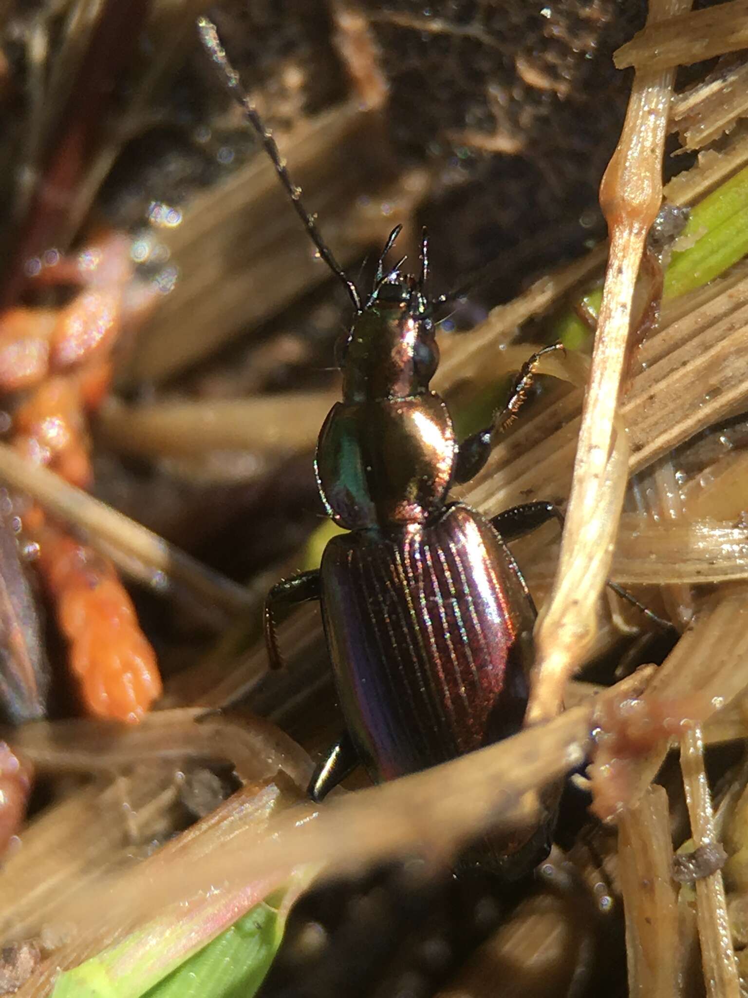 Image of Agonum (Olisares) cupripenne (Say 1823)